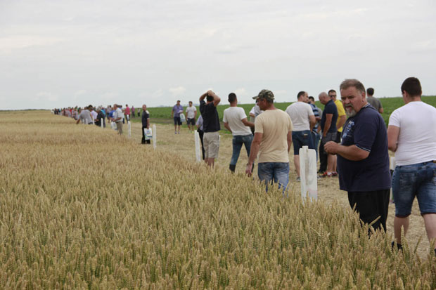 Дан поља на Златици у средњем Банату: Жито слабије родило